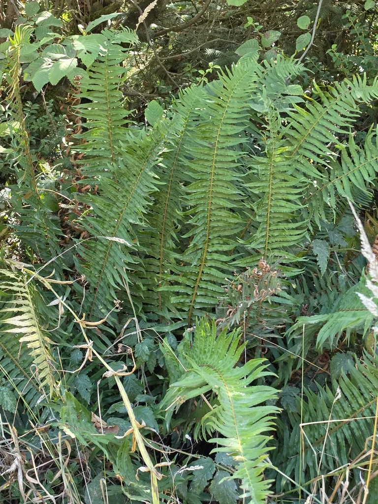 Polystichum Munitum