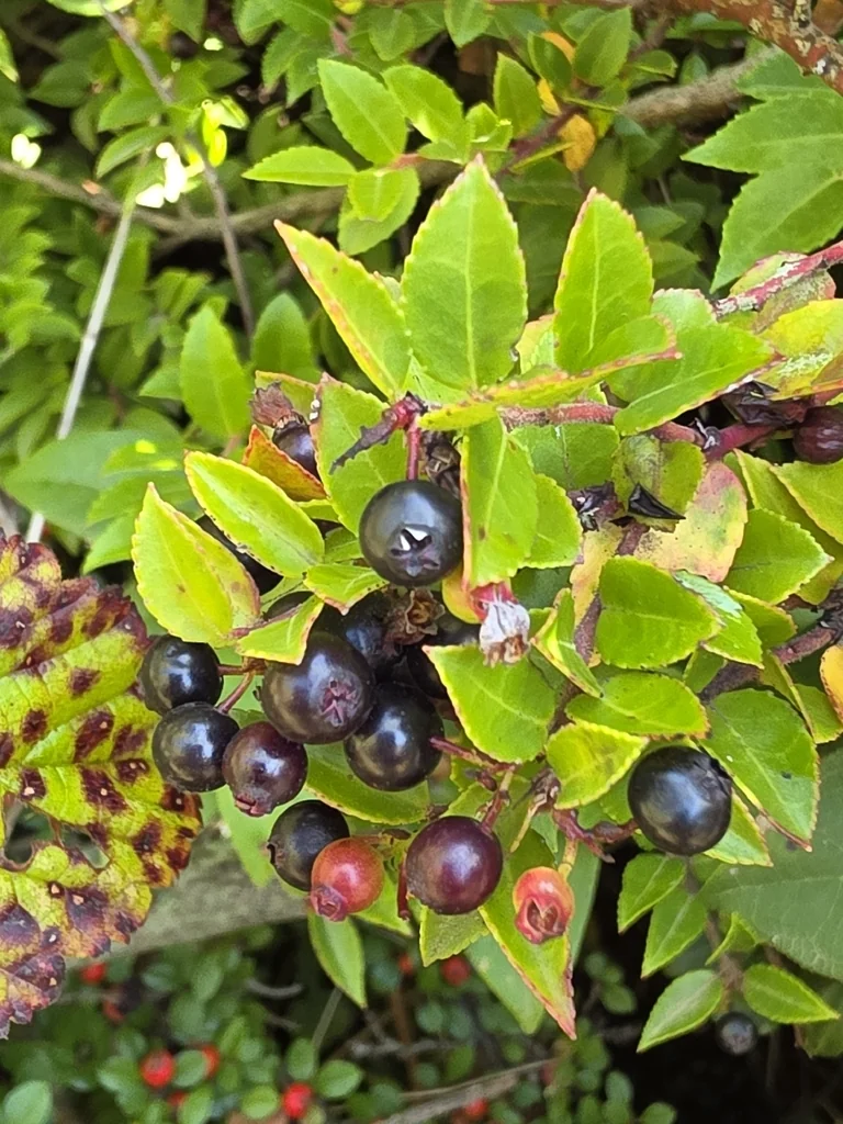 Vaccinium Ovatum