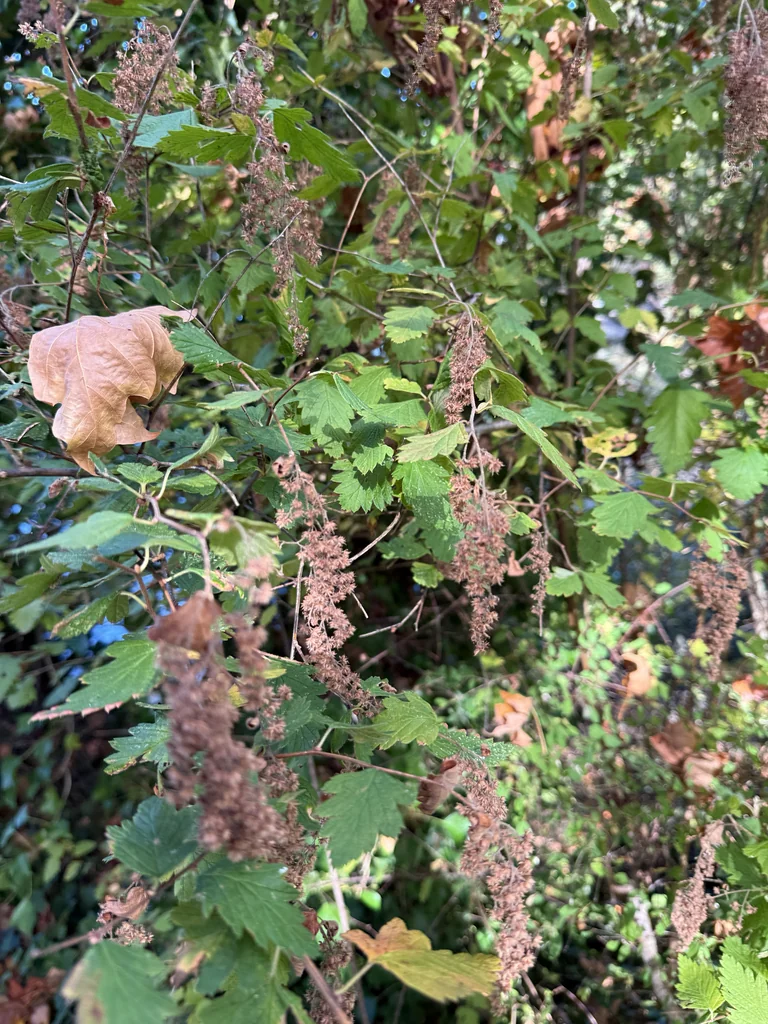 Holodiscus Discolor