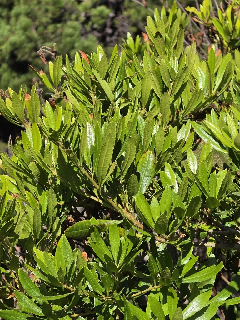 Myrica Californica