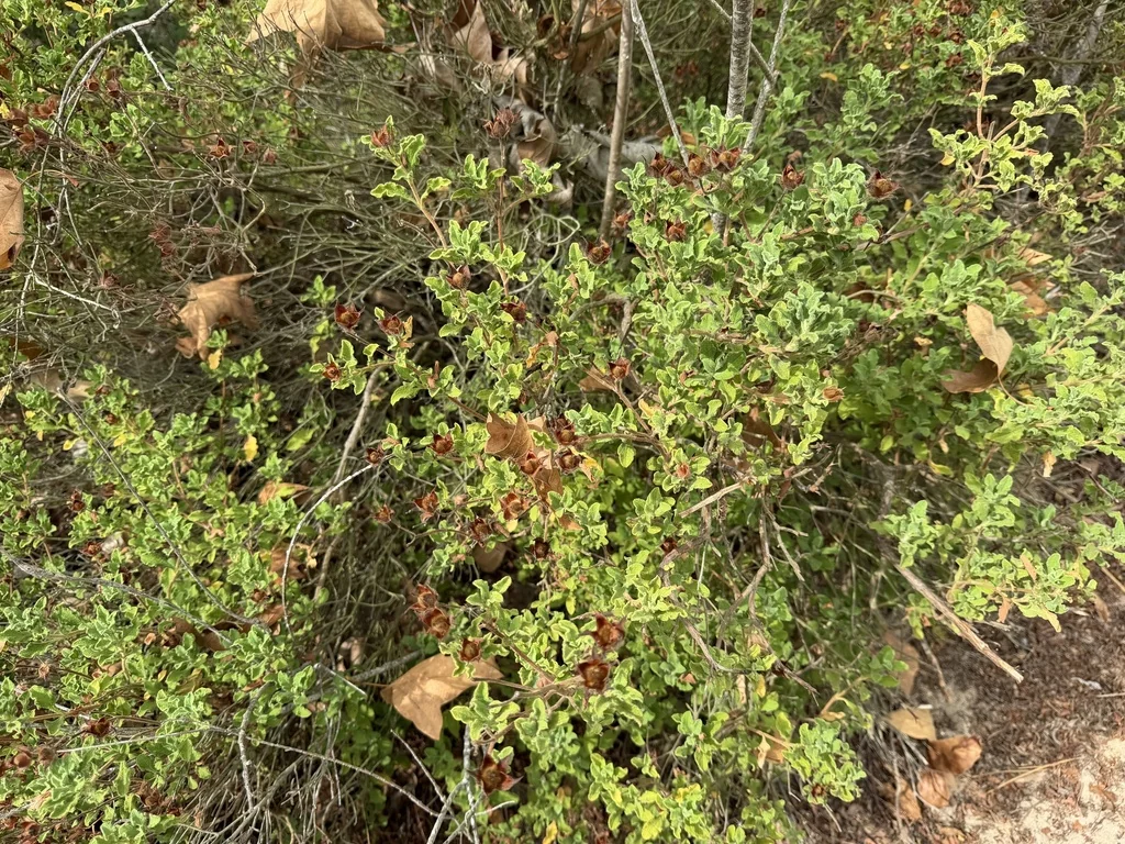 Cistus Creticus