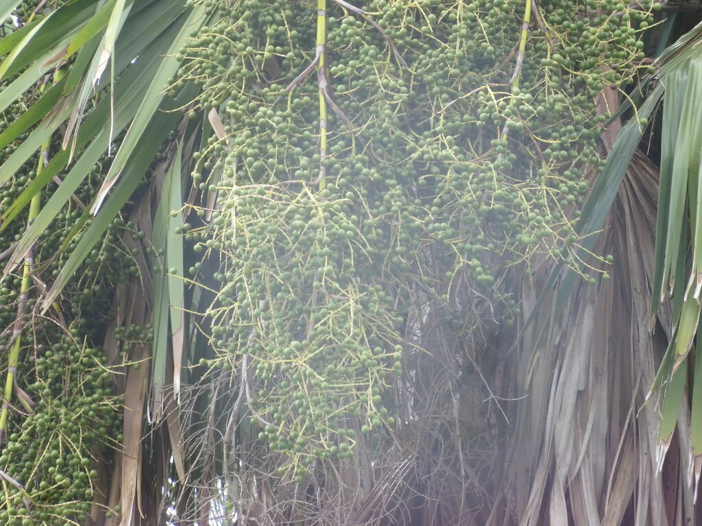 Sabal Palmetto