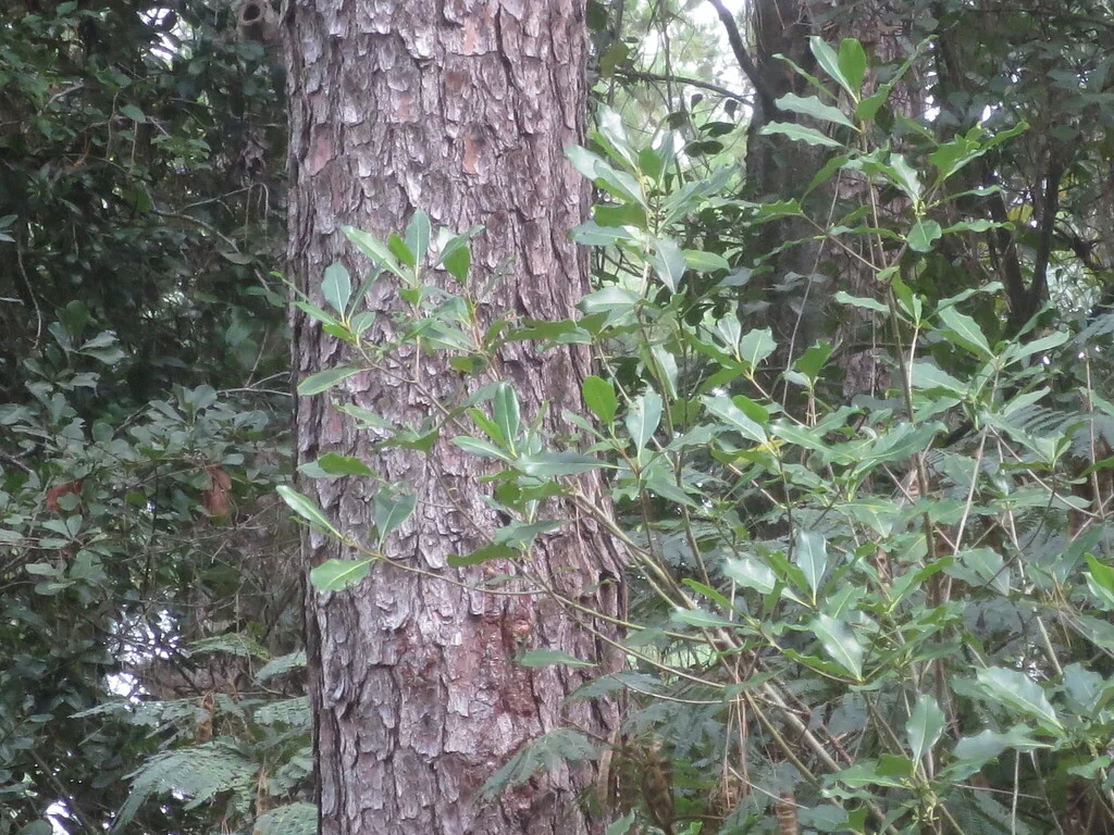 Osmanthus Americanus