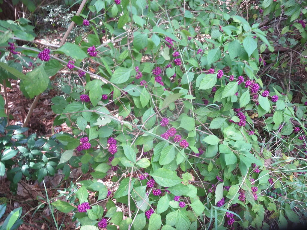 Callicarpa Americana