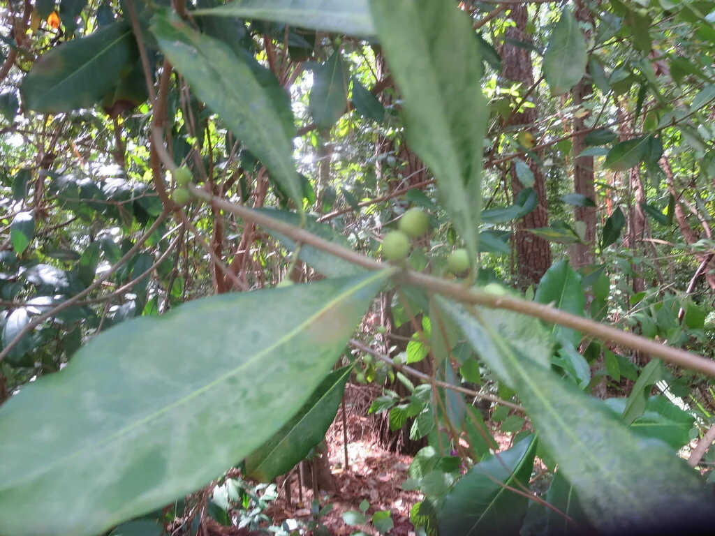 Osmanthus Americanus