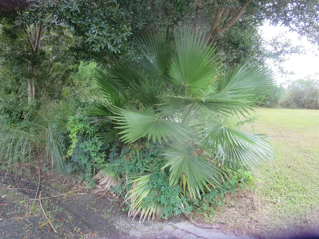 Washingtonia Robusta