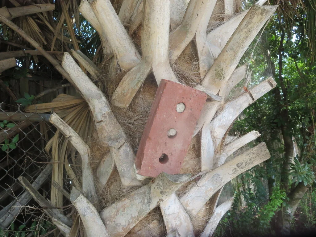 Sabal Palmetto