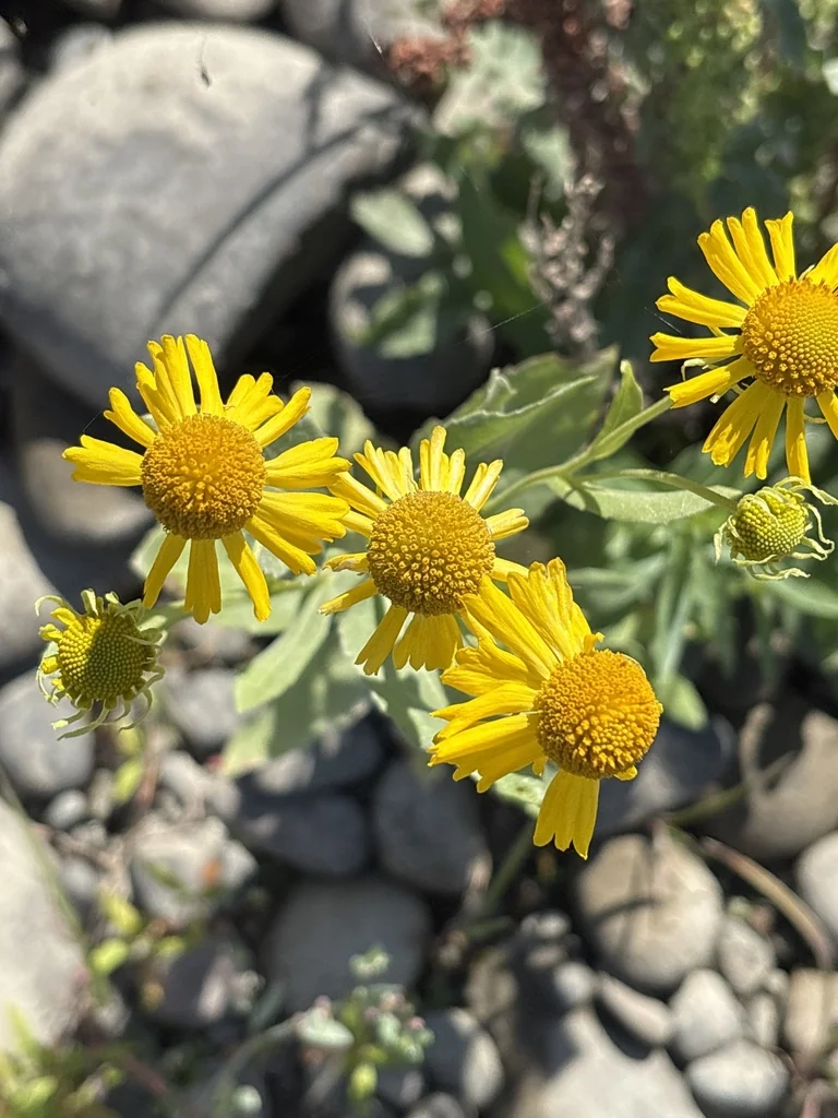 Helenium Autumnale