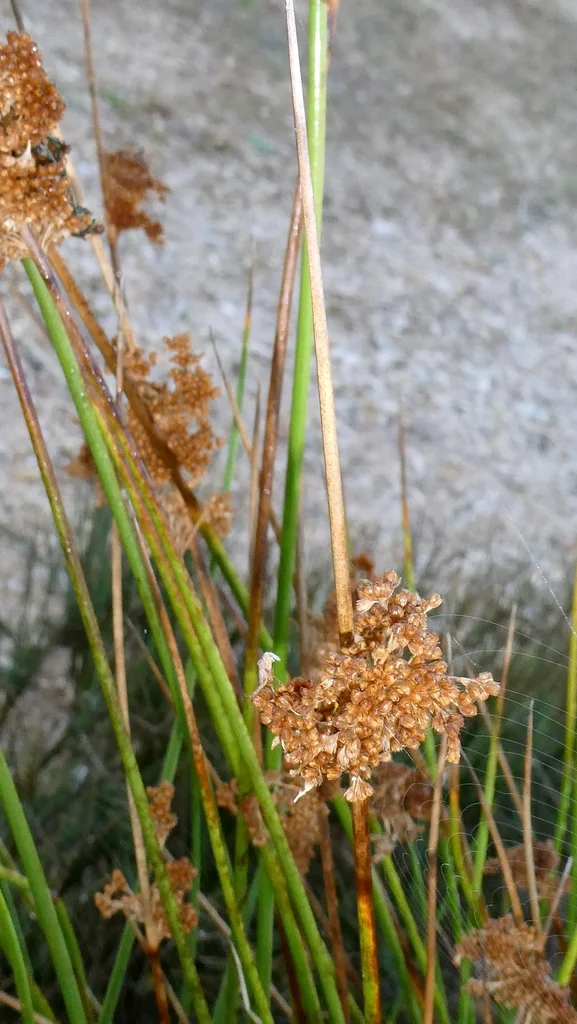 Juncus effusus