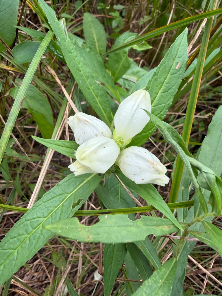 Chelone Glabra