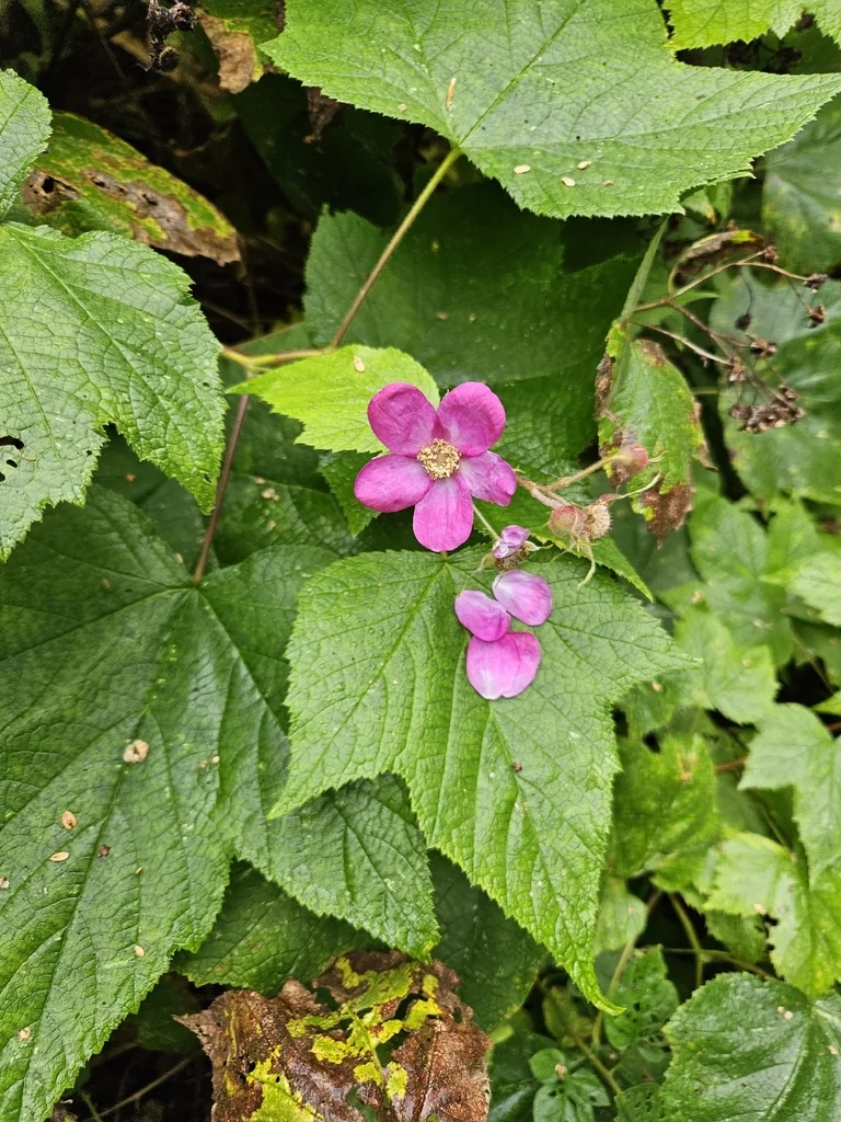 Rubus Odoratus