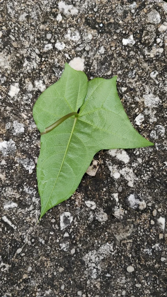 Ipomoea Alba