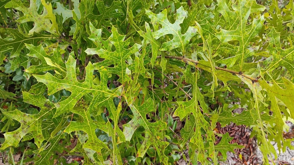 Quercus Marilandica