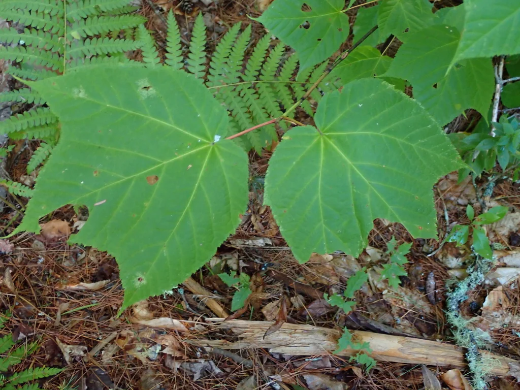 Acer Pensylvanicum