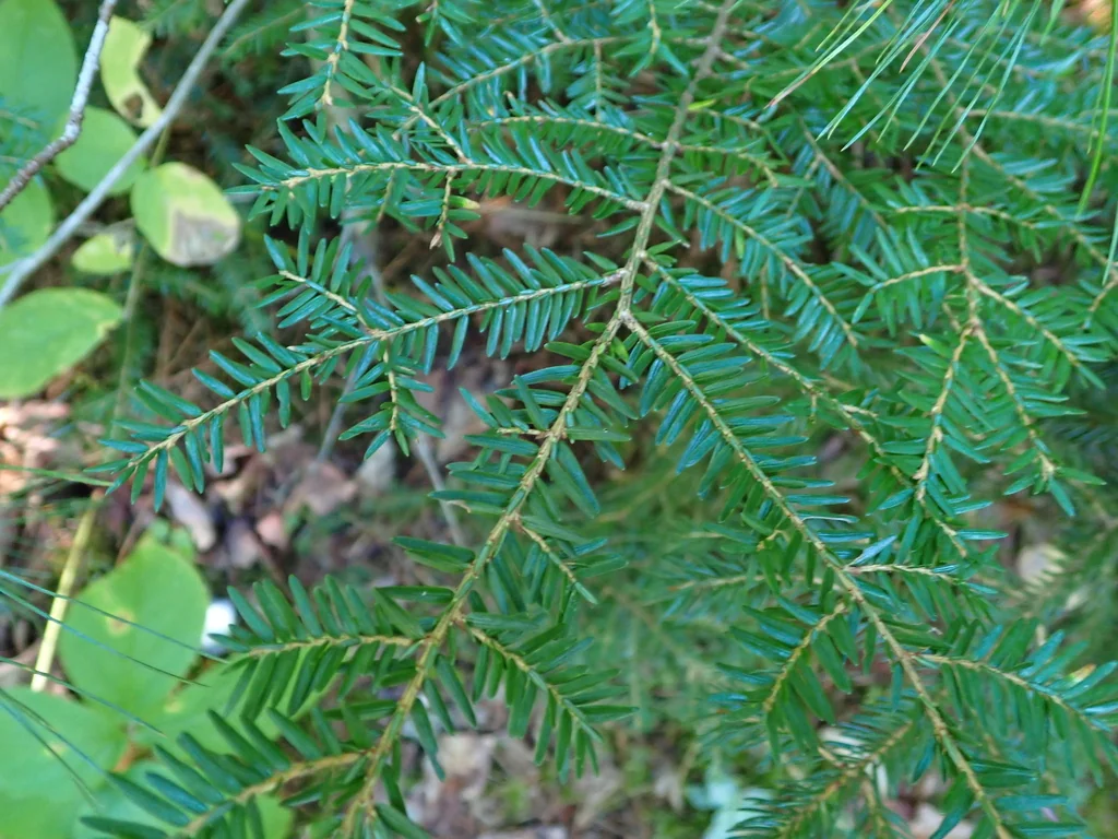 Tsuga Canadensis
