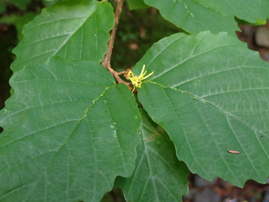 Hamamelis Virginiana