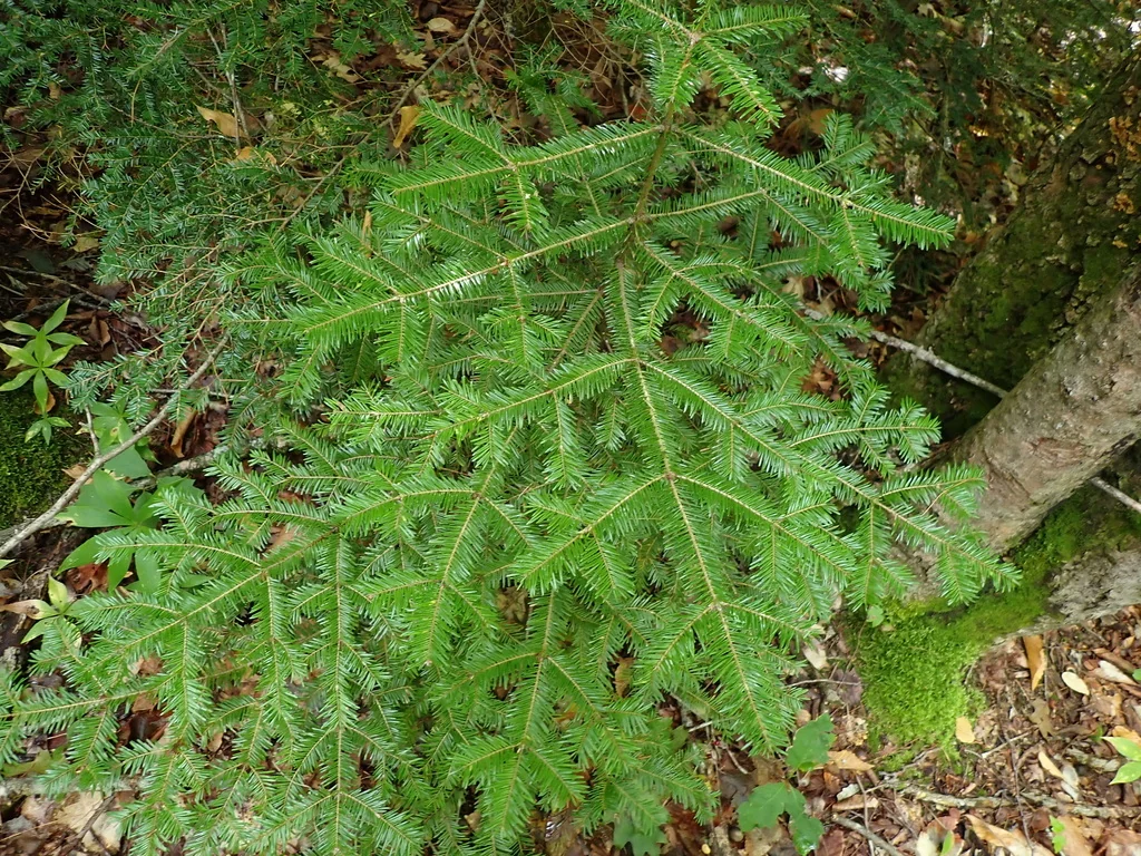 Abies Balsamea