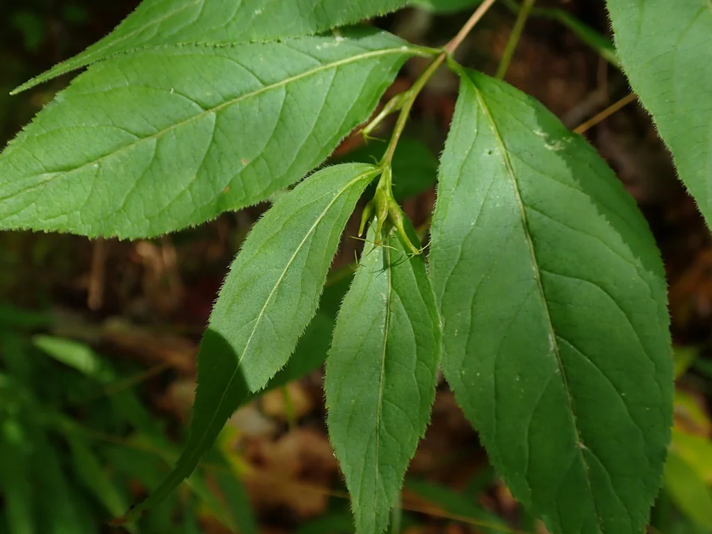 Diervilla Lonicera