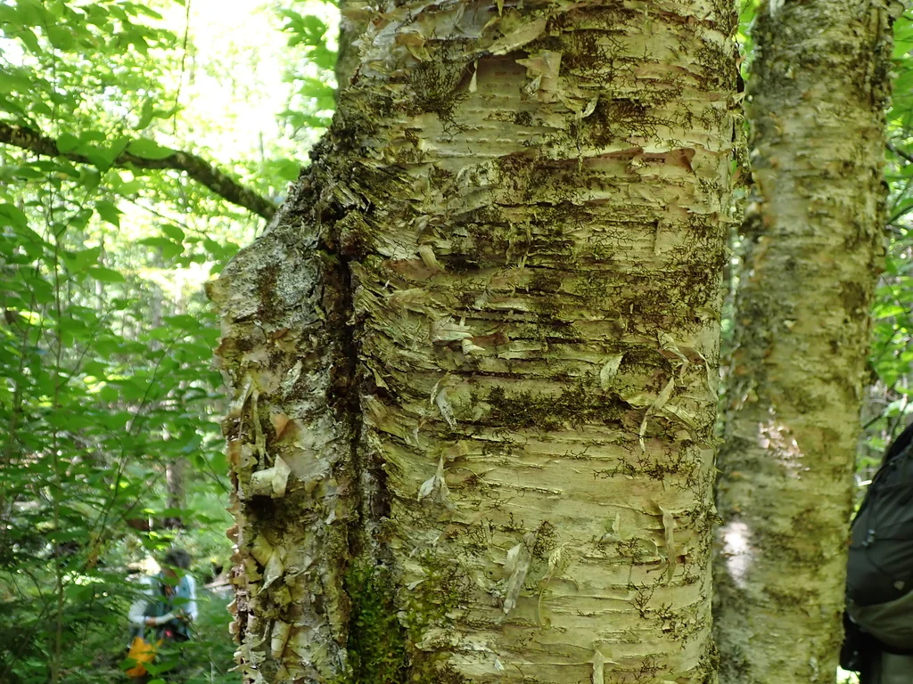 Betula Alleghaniensis