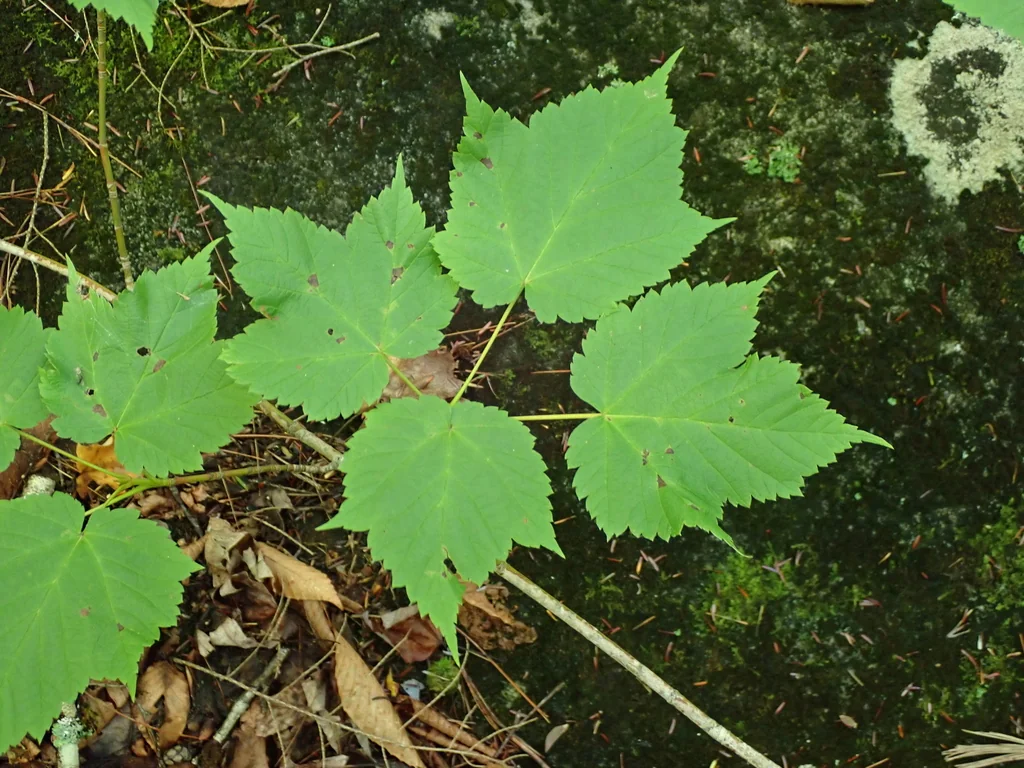 Acer Spicatum
