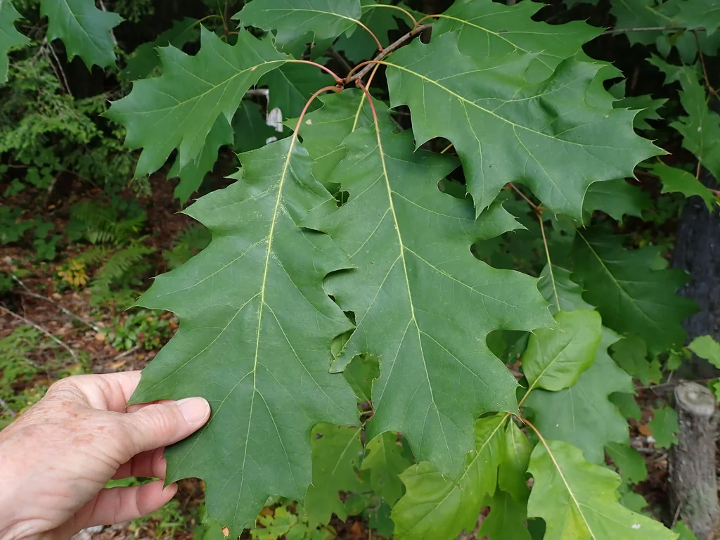 Quercus Shumardii