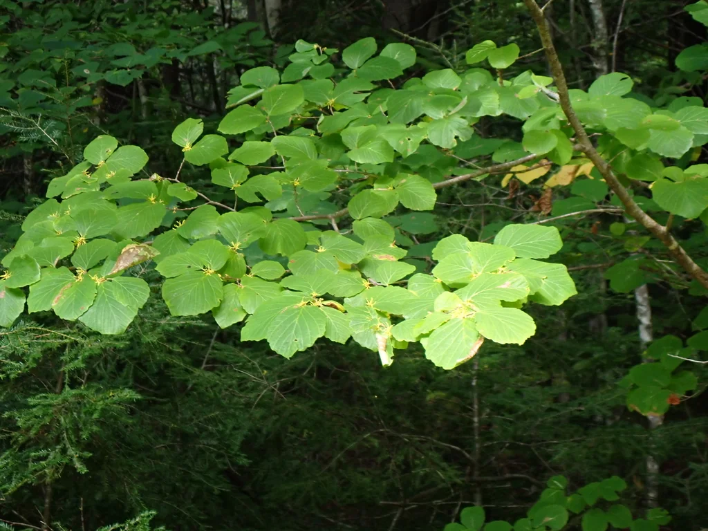 Hamamelis Virginiana