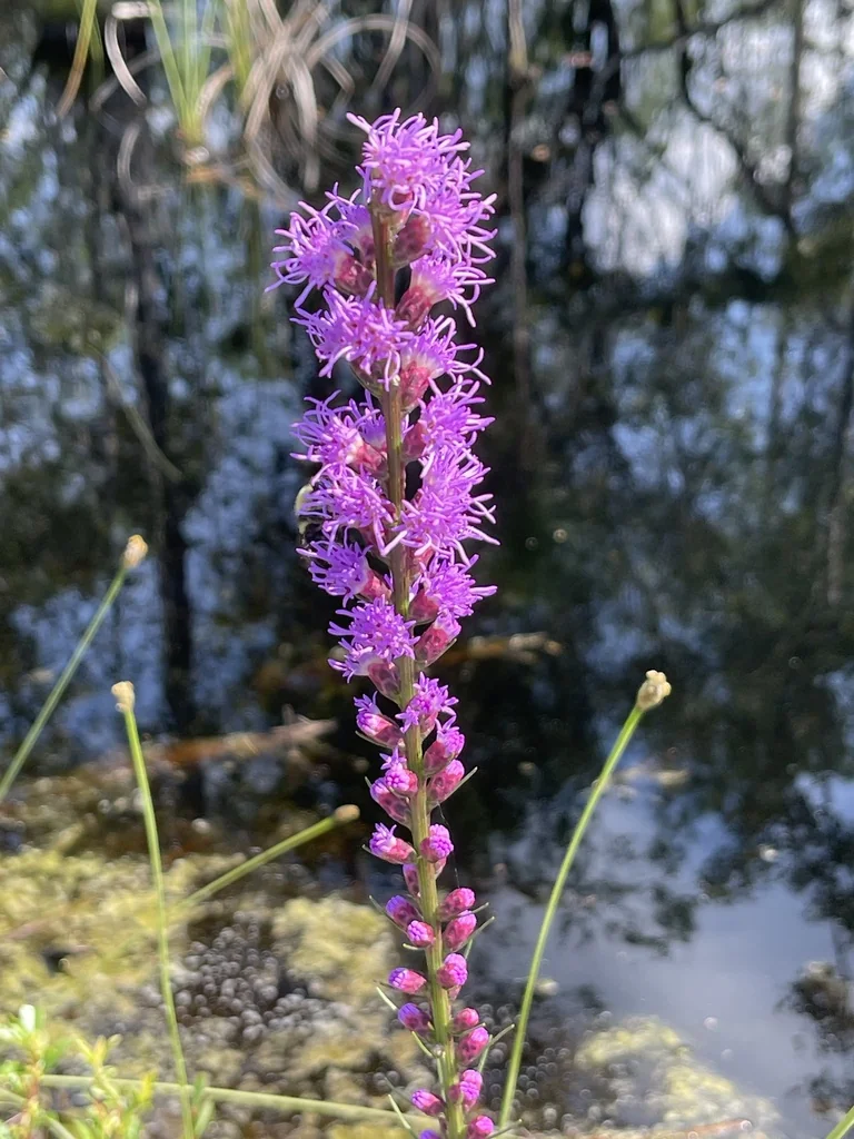 Liatris Spicata