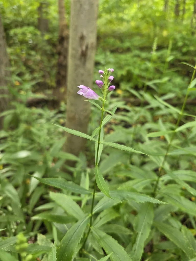 Physostegia Virginiana