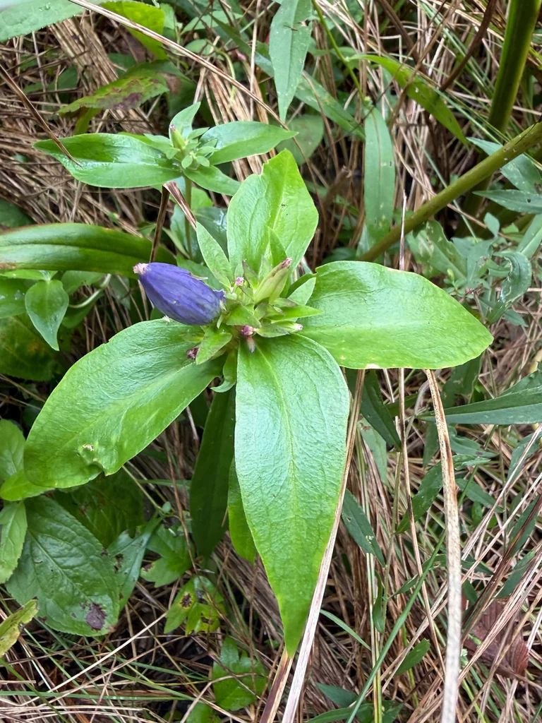 Gentiana Andrewsii