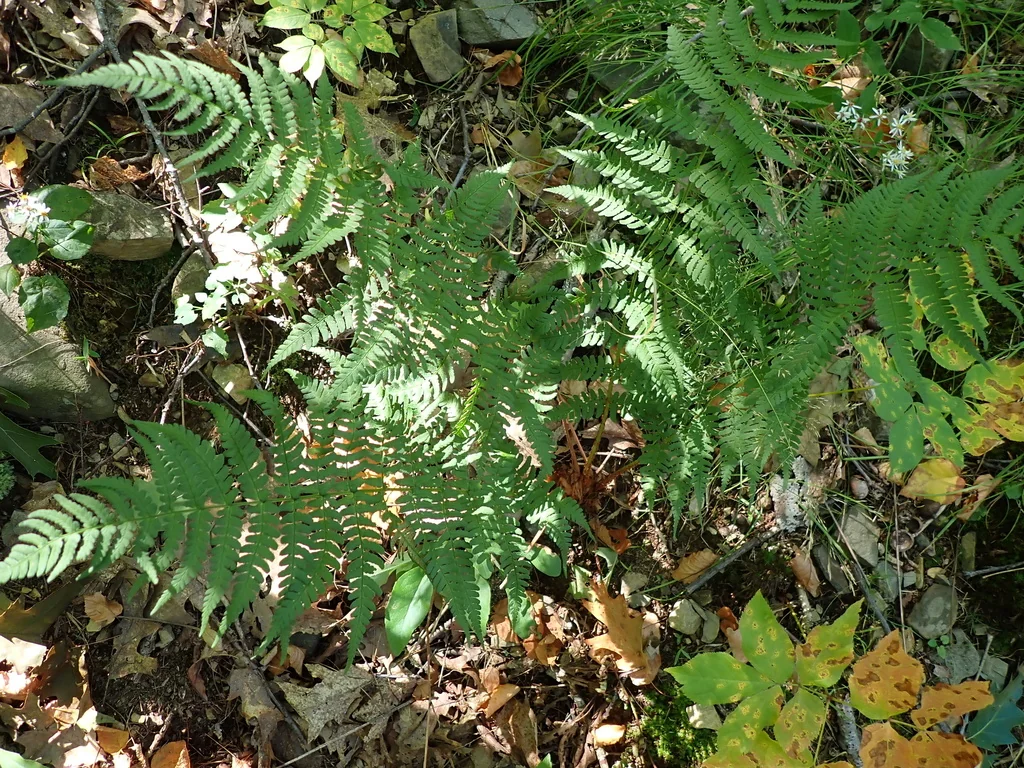 Dryopteris Marginalis
