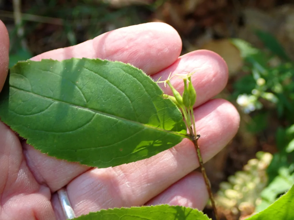 Diervilla Lonicera