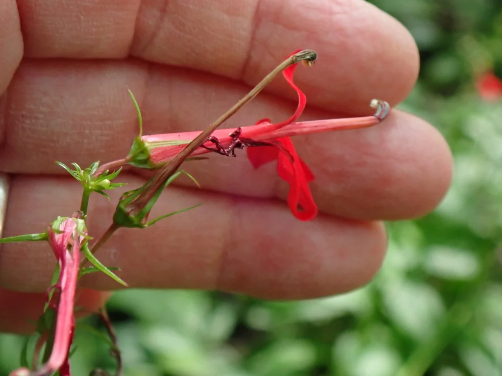 Lobelia Cardinalis