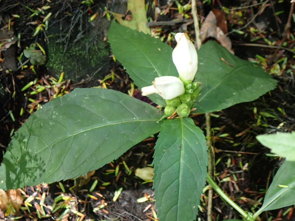 Chelone Glabra
