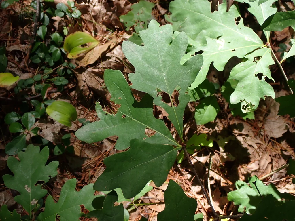 Quercus Alba