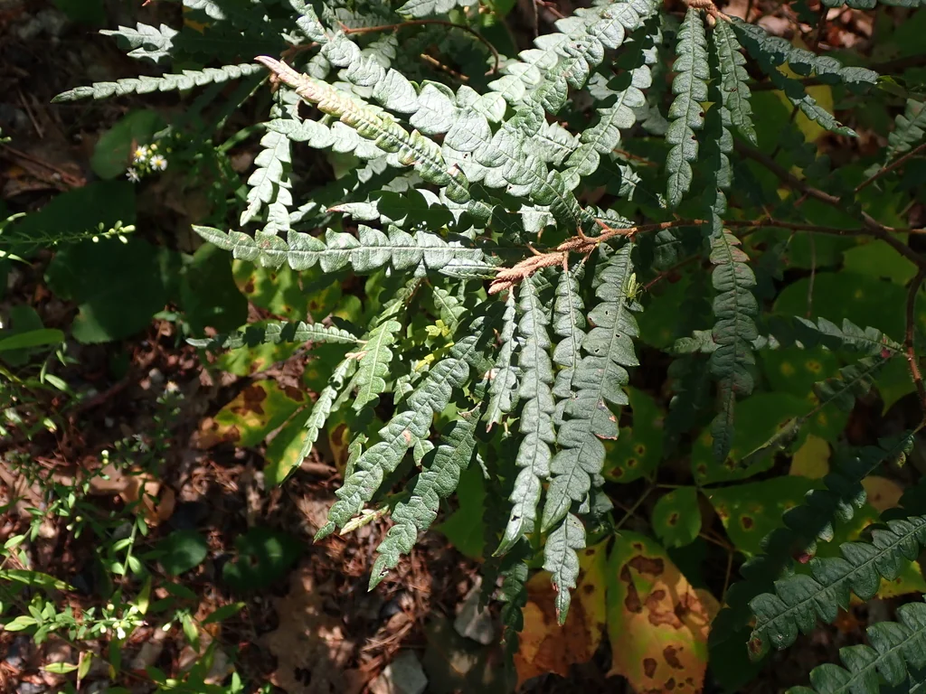 Comptonia Peregrina