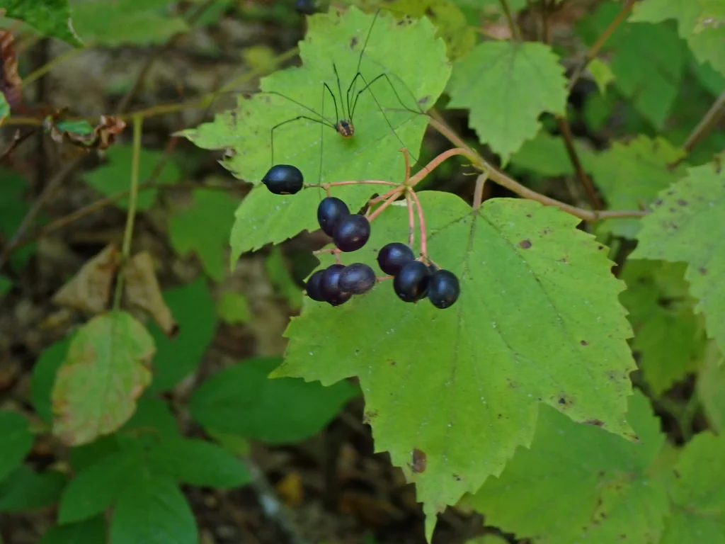 Viburnum Acerifolium