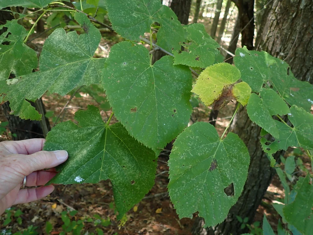Tilia Americana