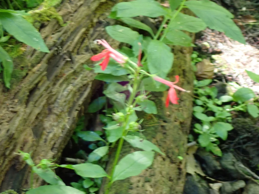 Lobelia Cardinalis