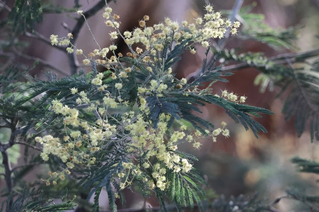 Acacia Dealbata