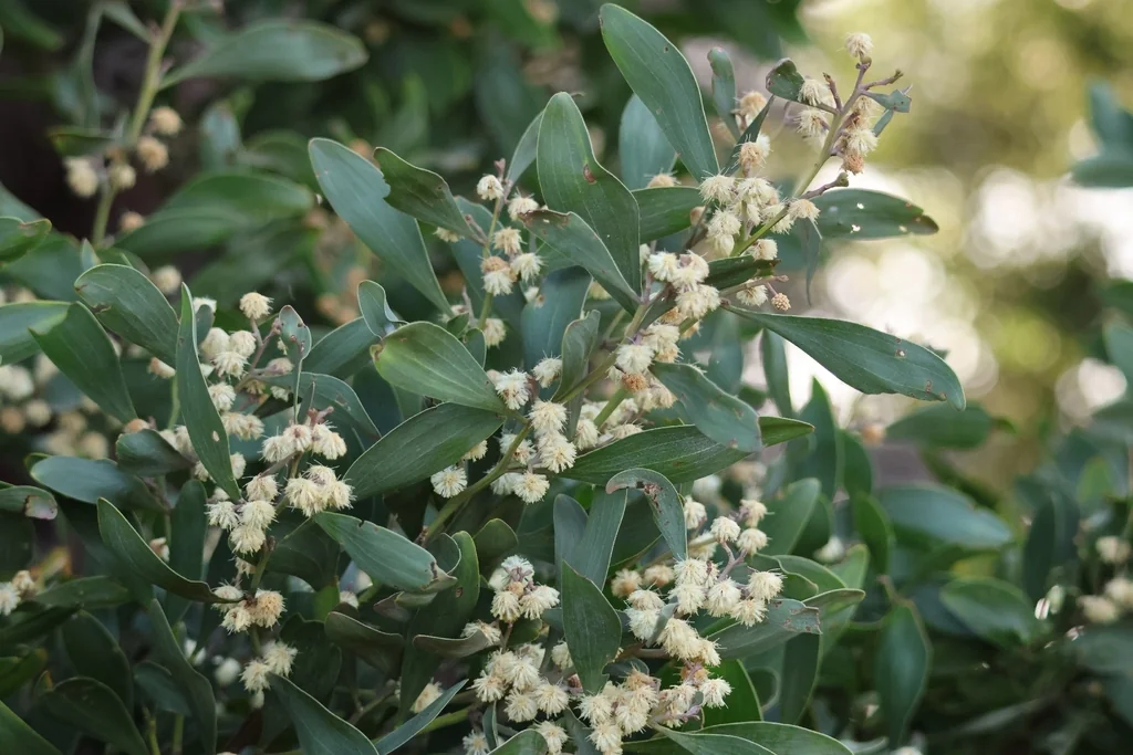 Acacia Melanoxylon