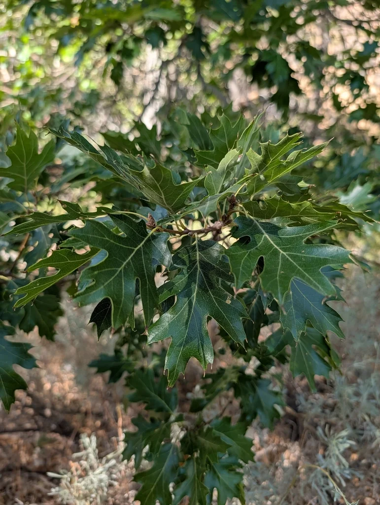 Quercus Kelloggii