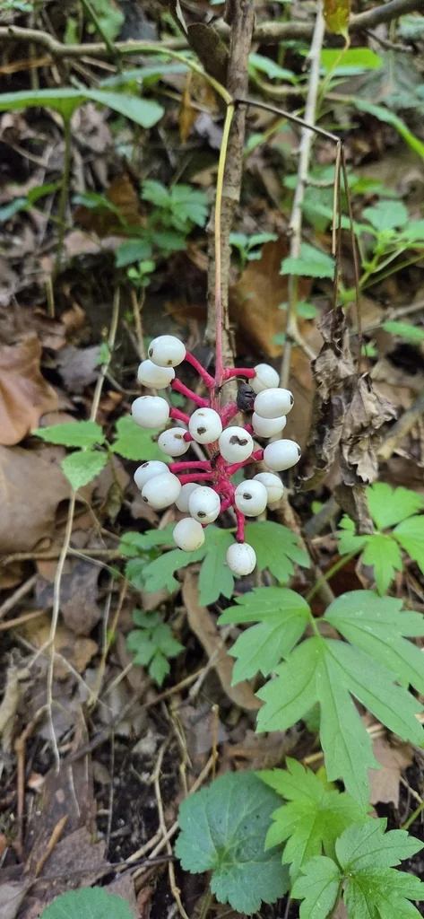 Actaea Pachypoda