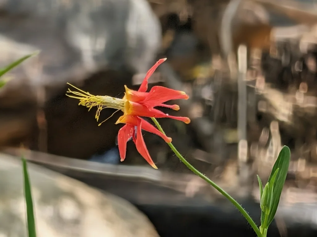 Aquilegia Formosa