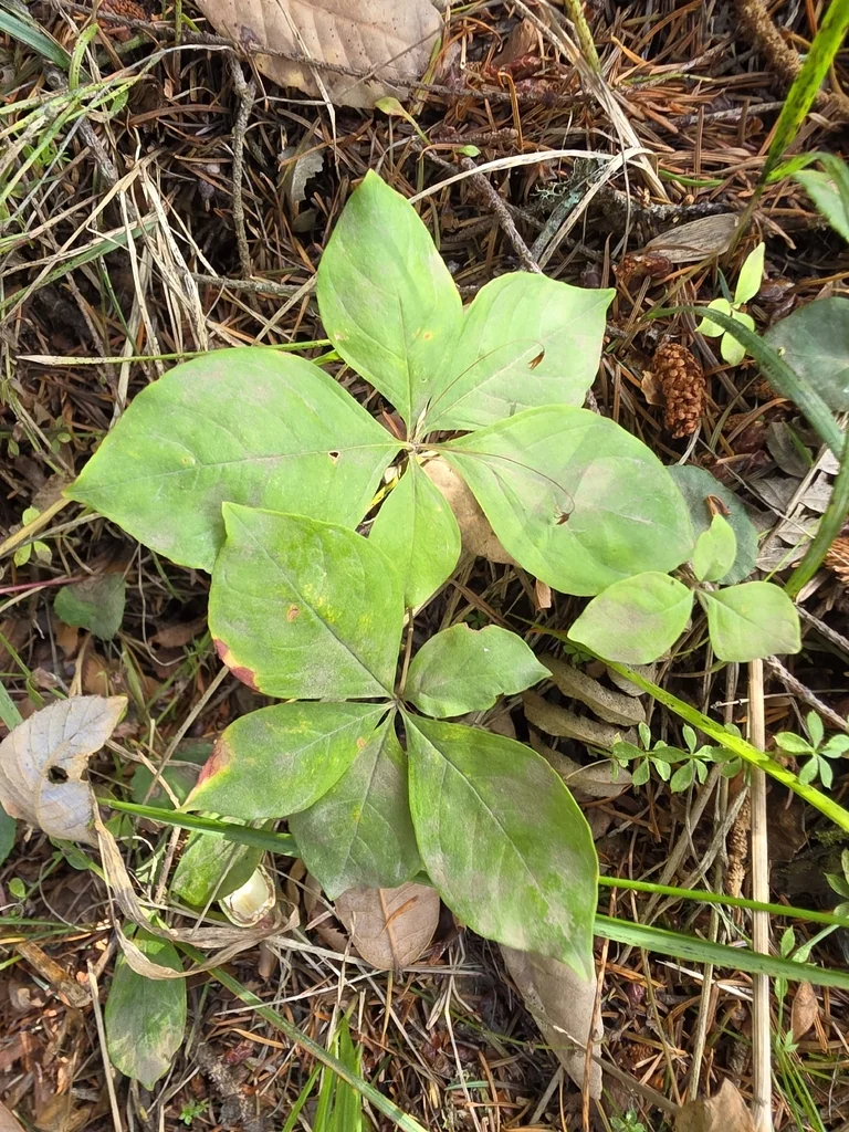 Trientalis Latifolia
