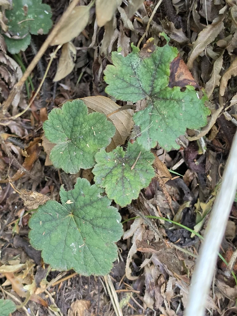 Tellima Grandiflora