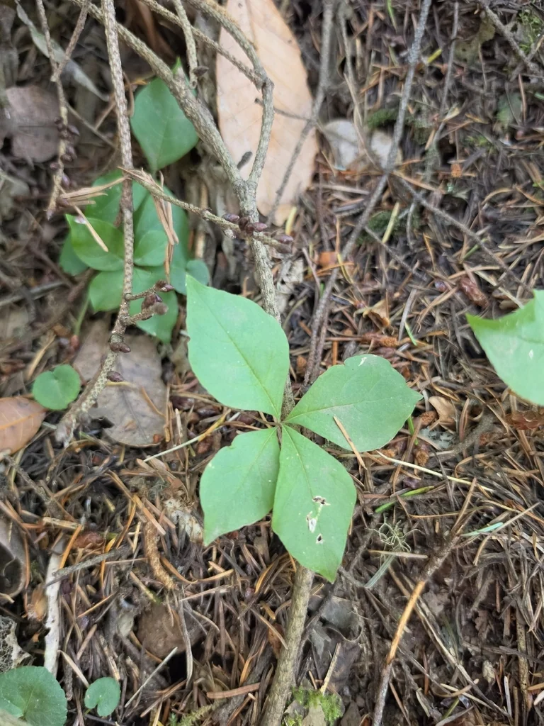 Trientalis Latifolia