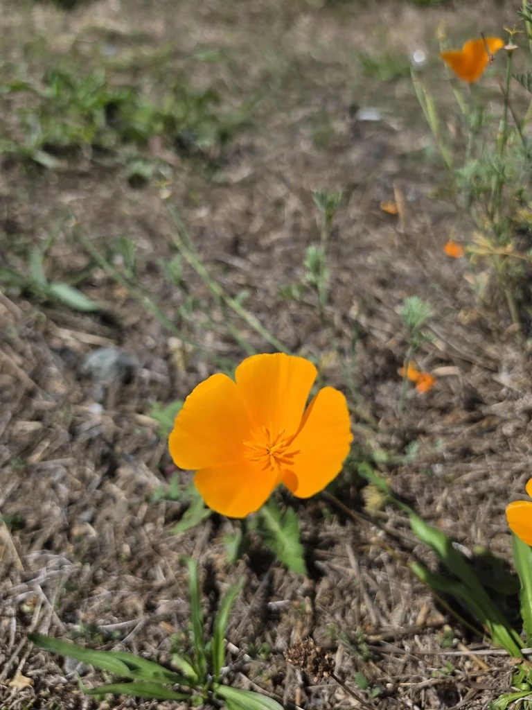 Eschscholzia Californica
