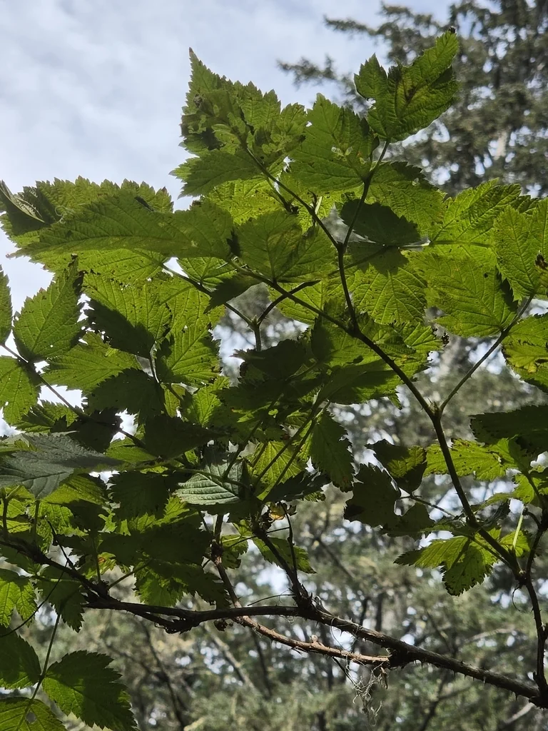 Rubus Spectabilis