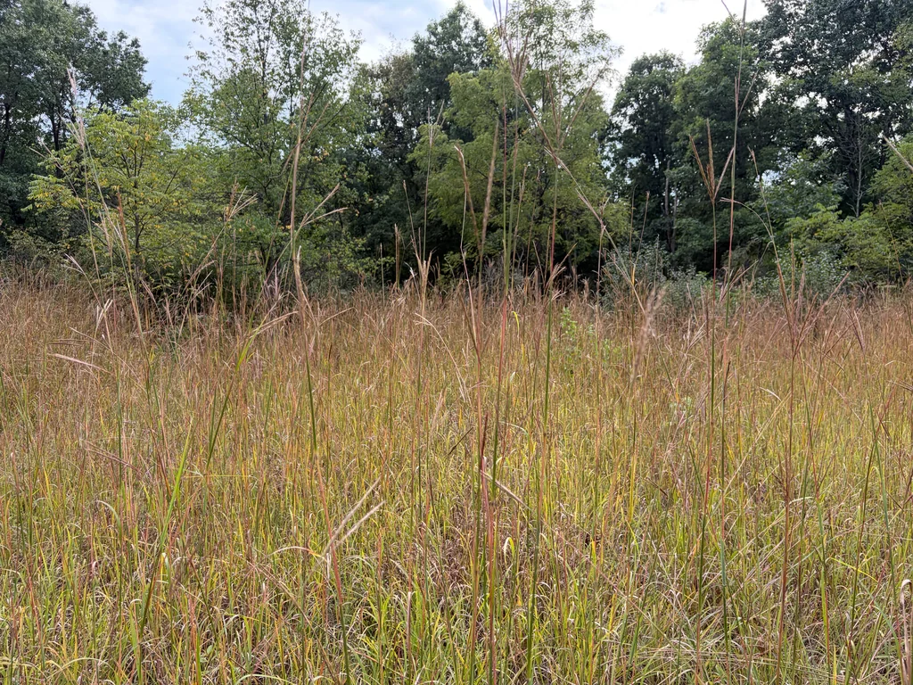 Andropogon Gerardii