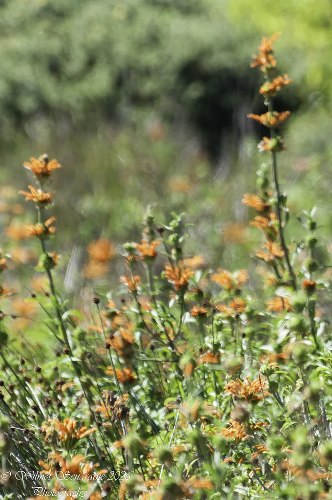 Leonotis Leonurus